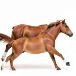 Pippa's Pony Tales: Book 2 for Kids, English Edition-0